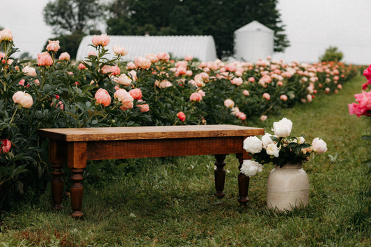 Le Traditionnel - Banc